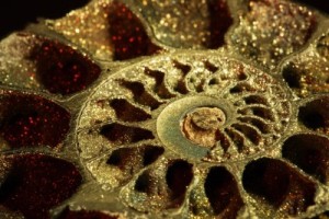 ammonites and ammolites