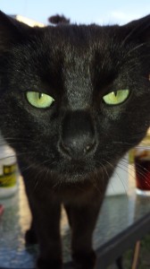 Romeo now. He comes by his name naturally. It's a close-up, but those are his real eyes!